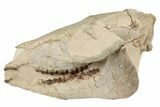 7.8" Fossil Horse (Mesohippus) Skull - South Dakota - #192495-1